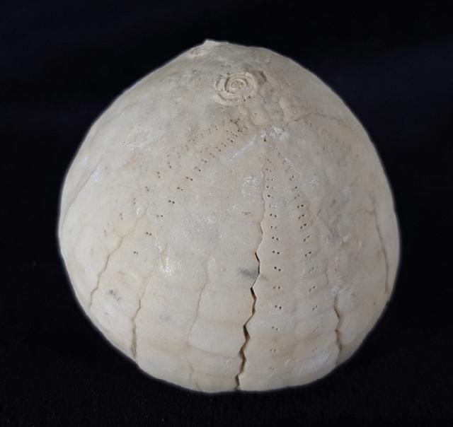 Echinocorys sulcata (GOLDFUSS 1826) - Bild &copy; FossNet FossilienStore